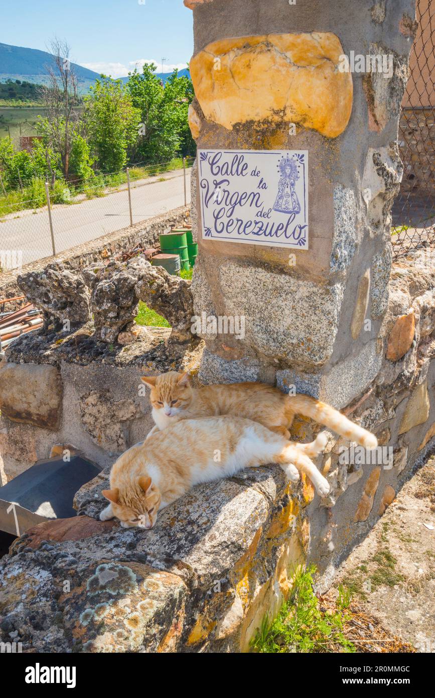 Two cats lying on a stone wall. Stock Photo