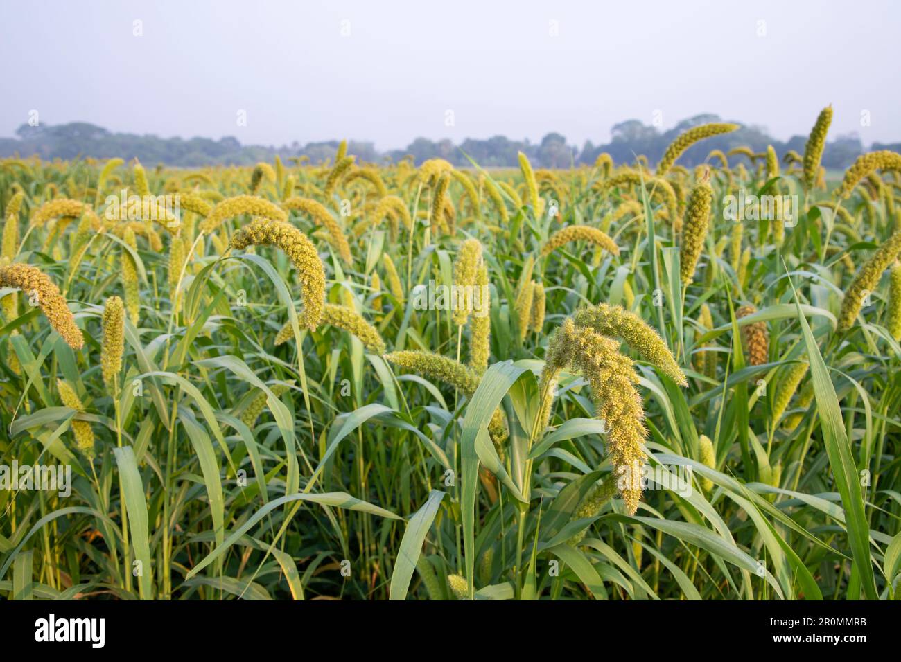 Raw Ripe millet crops in the field Stock Photo Alamy