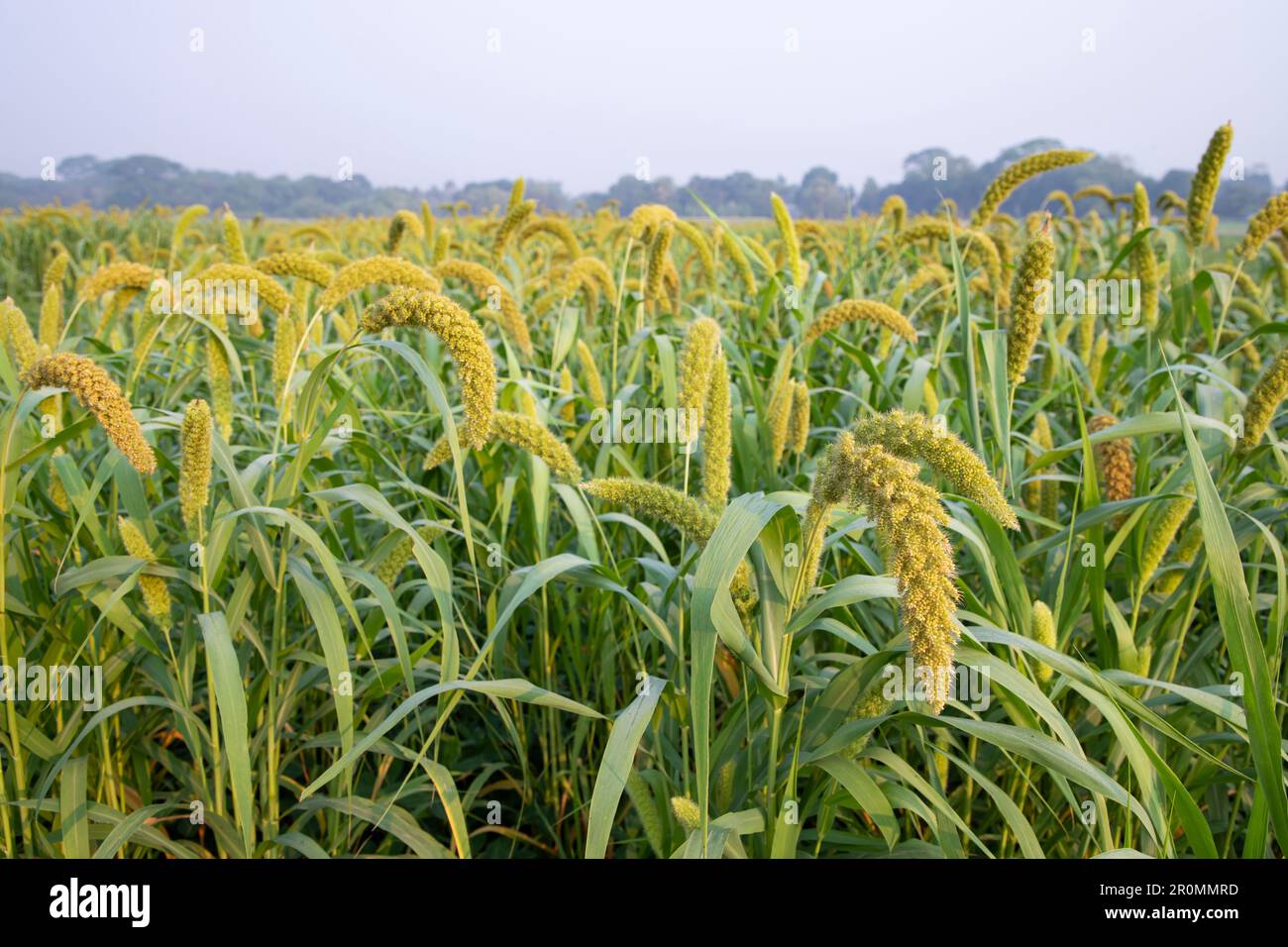 Raw Ripe millet crops in the field Stock Photo Alamy
