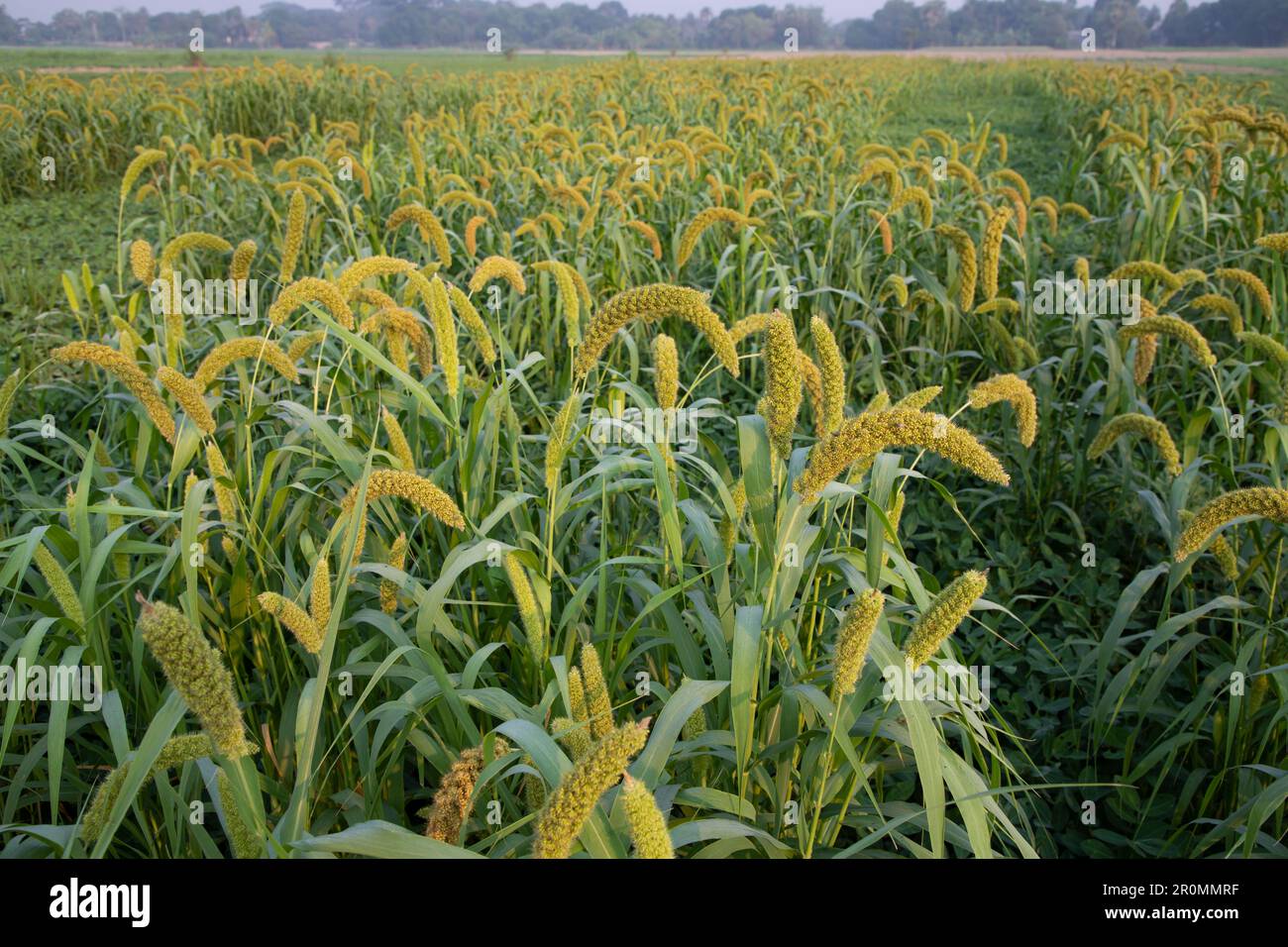 Raw Ripe millet crops in the field Stock Photo Alamy