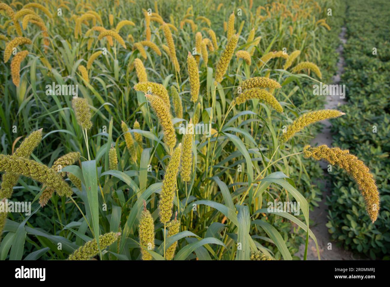 Raw Ripe millet crops in the field Stock Photo Alamy