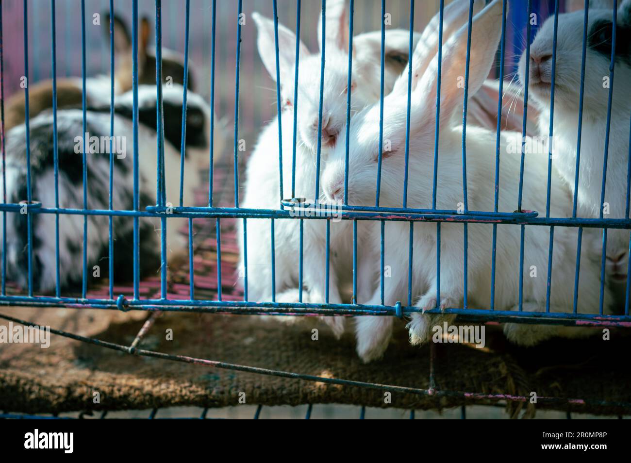 Animals behind window grill. Animals in the cage. Caged Animal. Animals