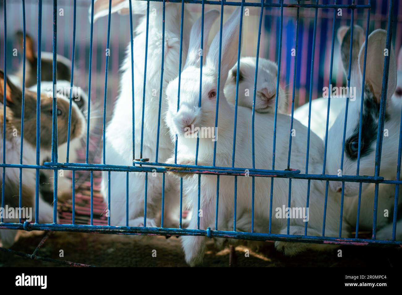 Animals behind window grill. Animals in the cage. Caged Animal. Animals