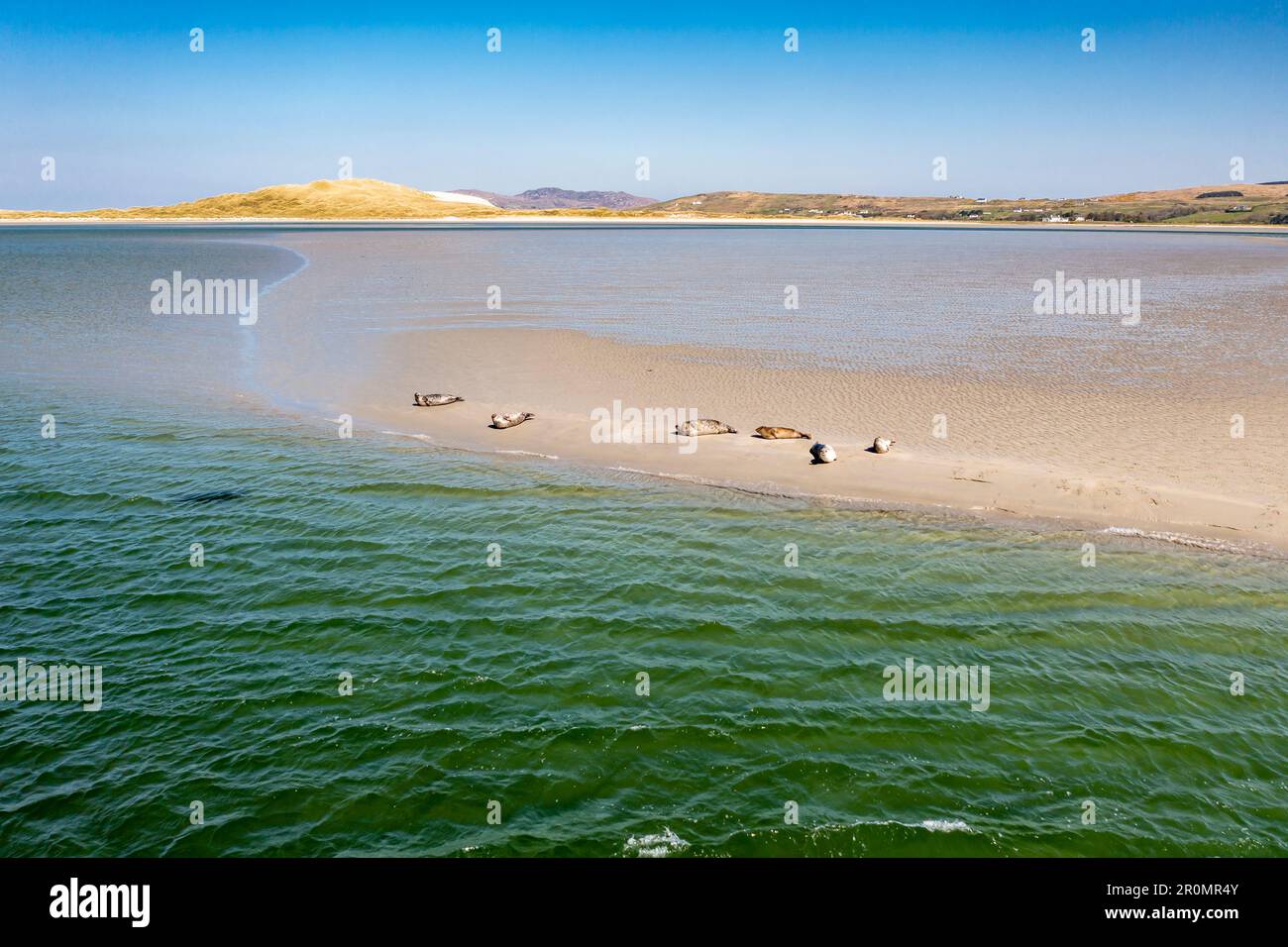 Seals swimming and and resting at Gweebarra bay - County Donegal, Ireland. Stock Photo