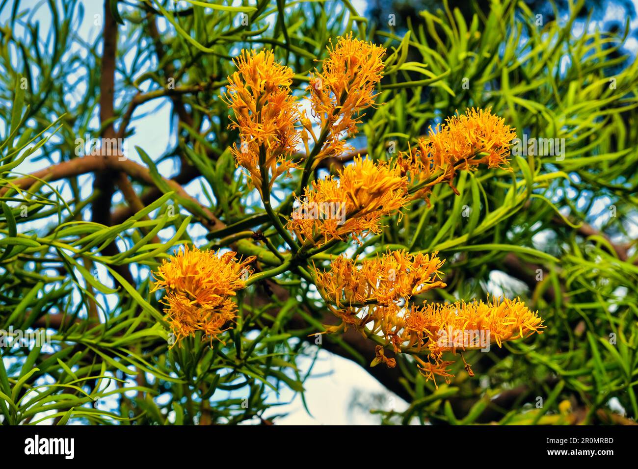 Yellow flowers of the parasitic Western Australian Christmas Tree (Nuytsia floribunda), also called moodjar Stock Photo