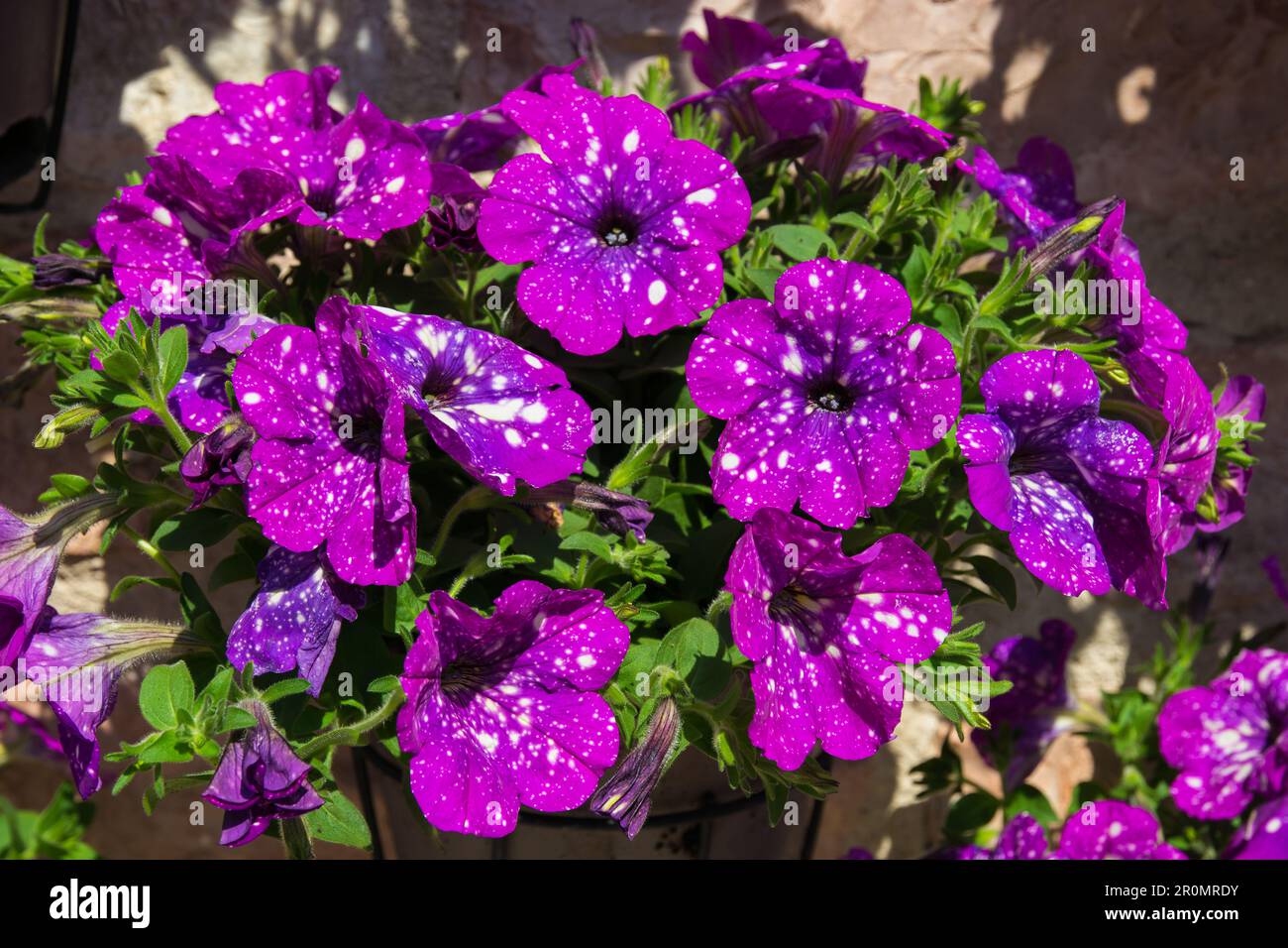 Close up of violet spotted flowers of petunias Night sky or Starry night, among fleecy pubescent dark green foliage Stock Photo