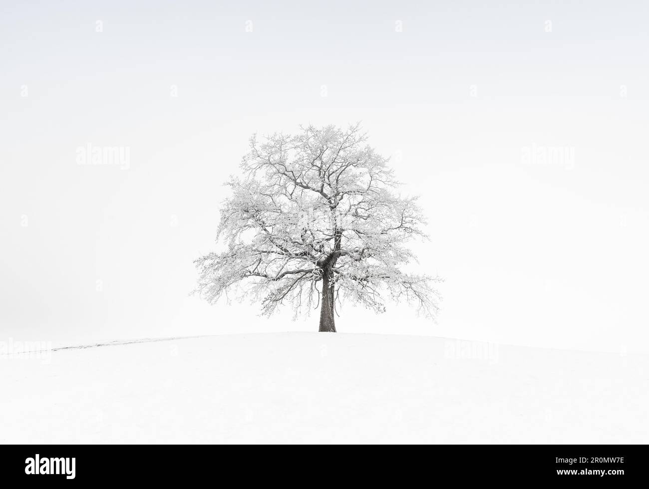Stand alone tree in winter with fog, snow and frost, Münsing ...