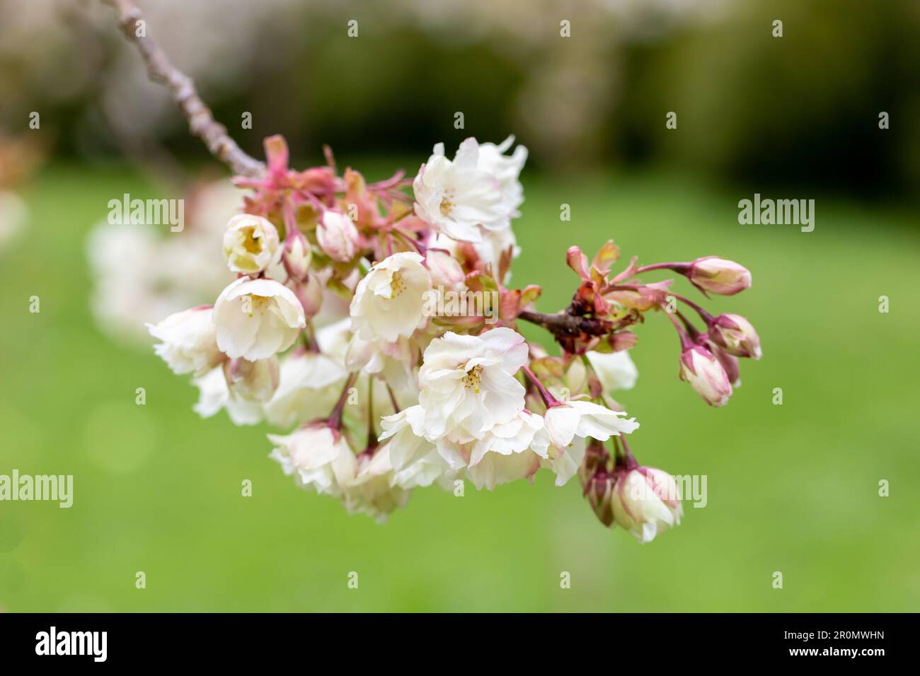 Closeup of Japanese cherry blossom flowers - Sakura in springtime, Dorset UK Stock Photo