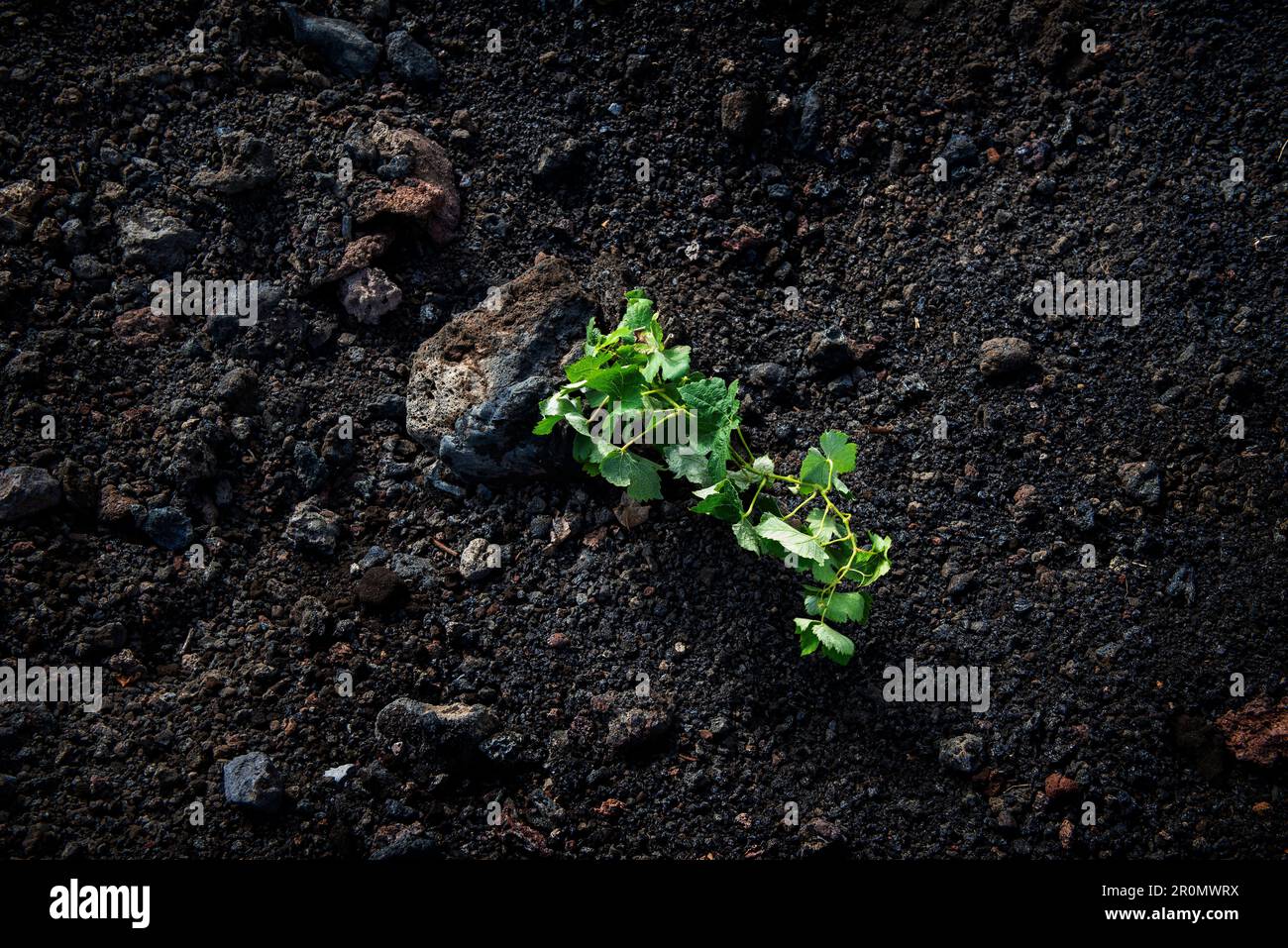 Cape Verde, Island Fogo, NationalPark Fogo, Village Cha,landscape, Active Vulcano, Lavafields, coffee, wineyards, wine,farmers, working the land, plan Stock Photo