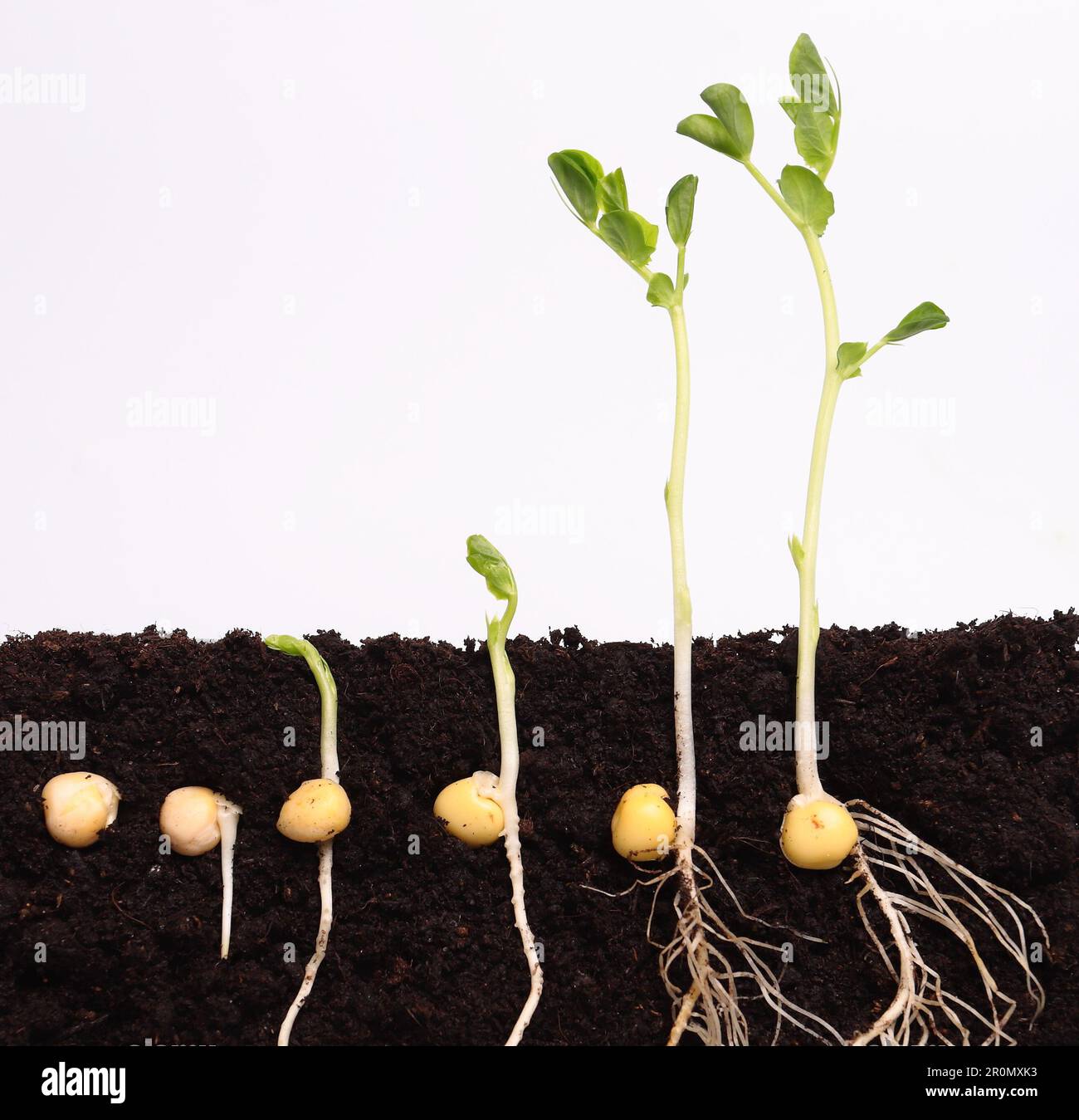 Green pea seeds germinating in soil Stock Photo Alamy
