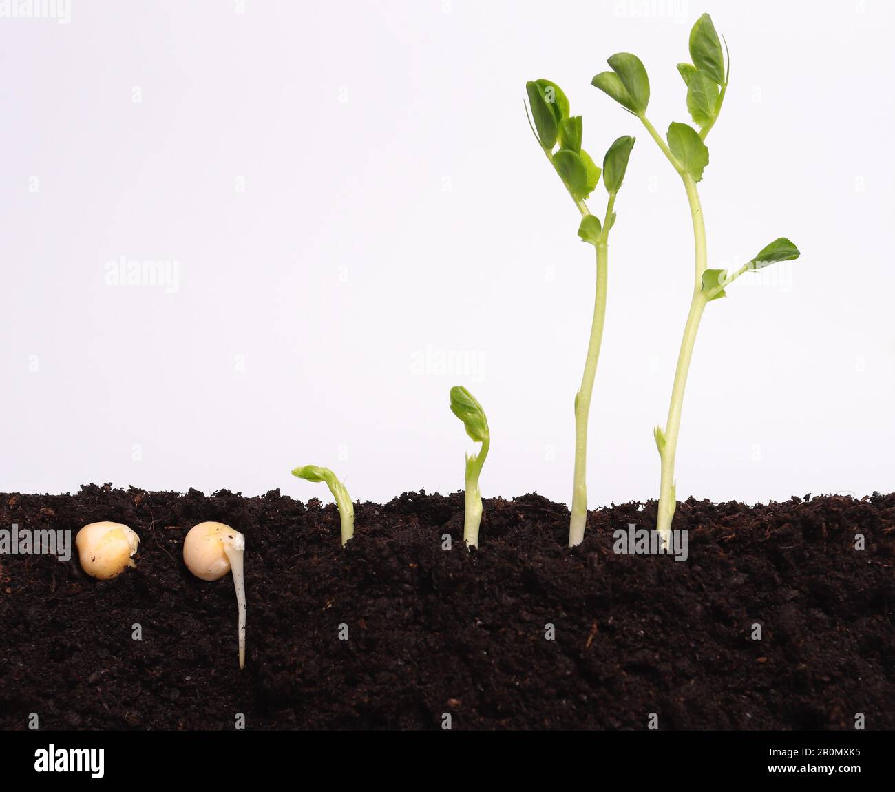 Sequence of grminating green pea seeds in soil Stock Photo