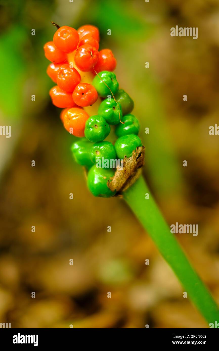 Fruiting stems of the arum in a wooded area, Swabian Alb, Germany. Stock Photo