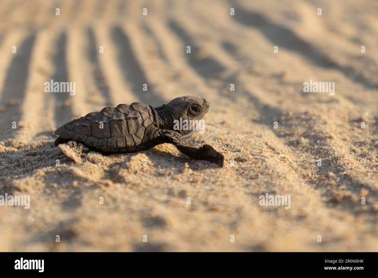 Cute little Olive Ridley sea turtle crawling on sandy beach in sunny ...