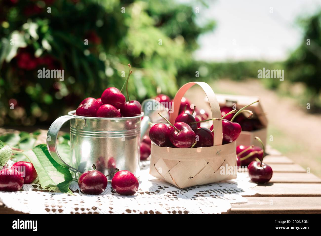 harvest of juicy cherry berries on table against background of cherry trees with cherry berries Stock Photo