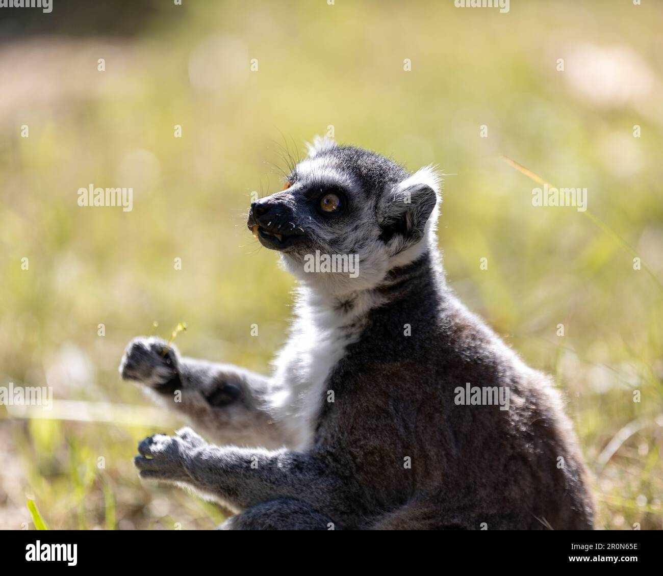 A cute baby lemur stands alert, its paws spread wide as it surveys its surroundings Stock Photo