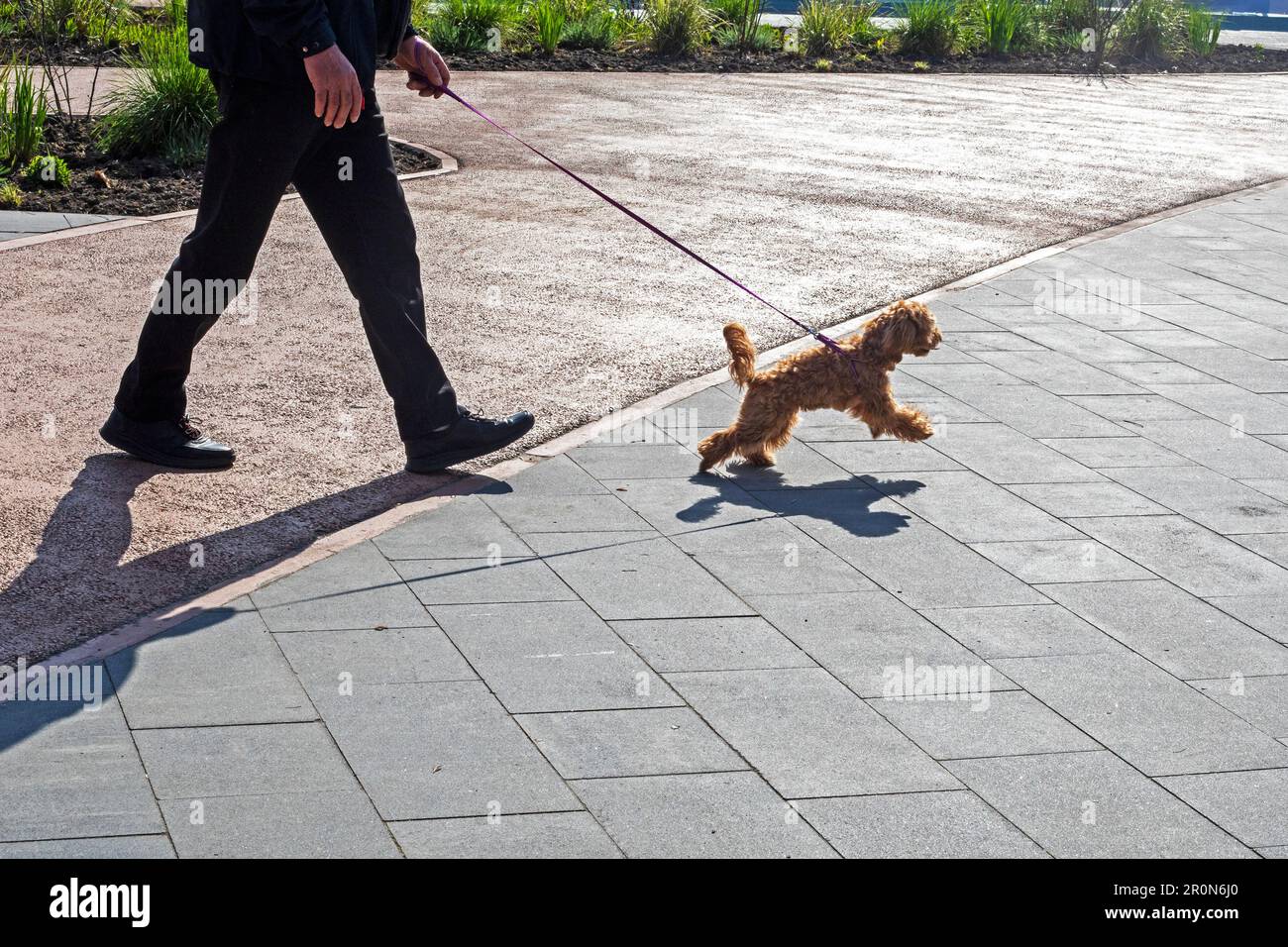 happy brown poodle walks on a leash on a walk in the city on a sunny day Stock Photo