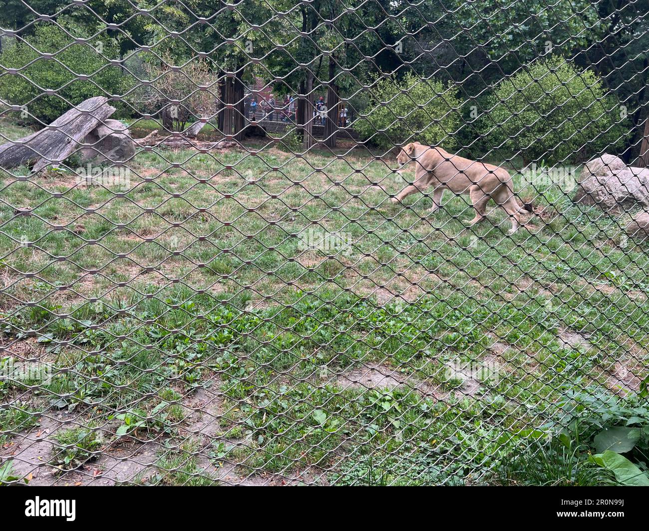 Beautiful healthy African lioness in zoo enclosure Stock Photo