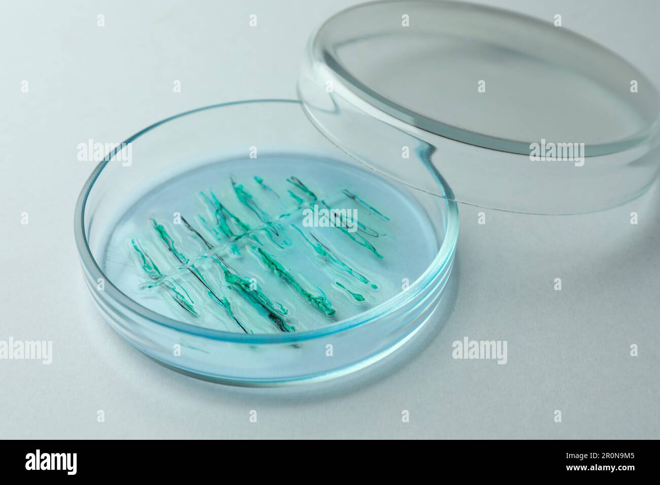 Petri dish with bacteria colony on white background, closeup Stock
