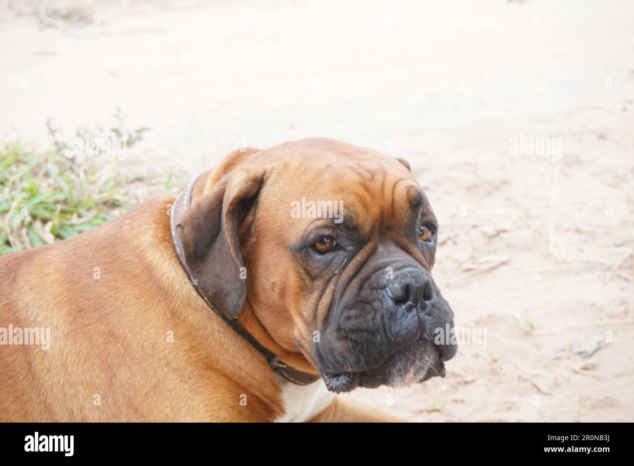 pet dog brown bulldog Stock Photo