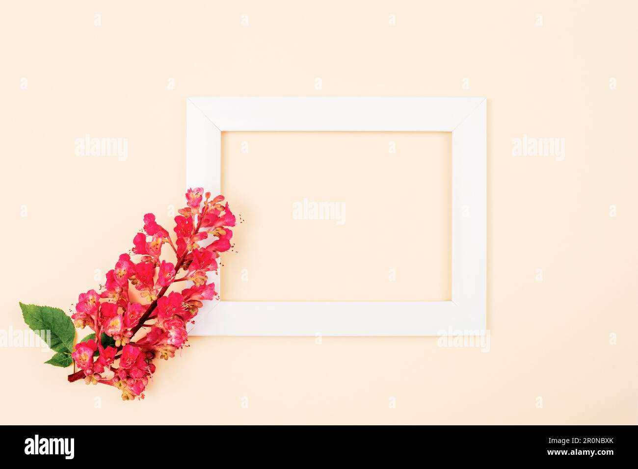 Blank picture frame and Aesculus Carnea flower on neutral background. Holiday concept. Top view, flat lay, mockup. Stock Photo