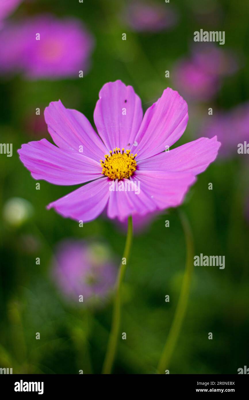 Pink cosmos daisy and blue sky hi-res stock photography and images - Alamy