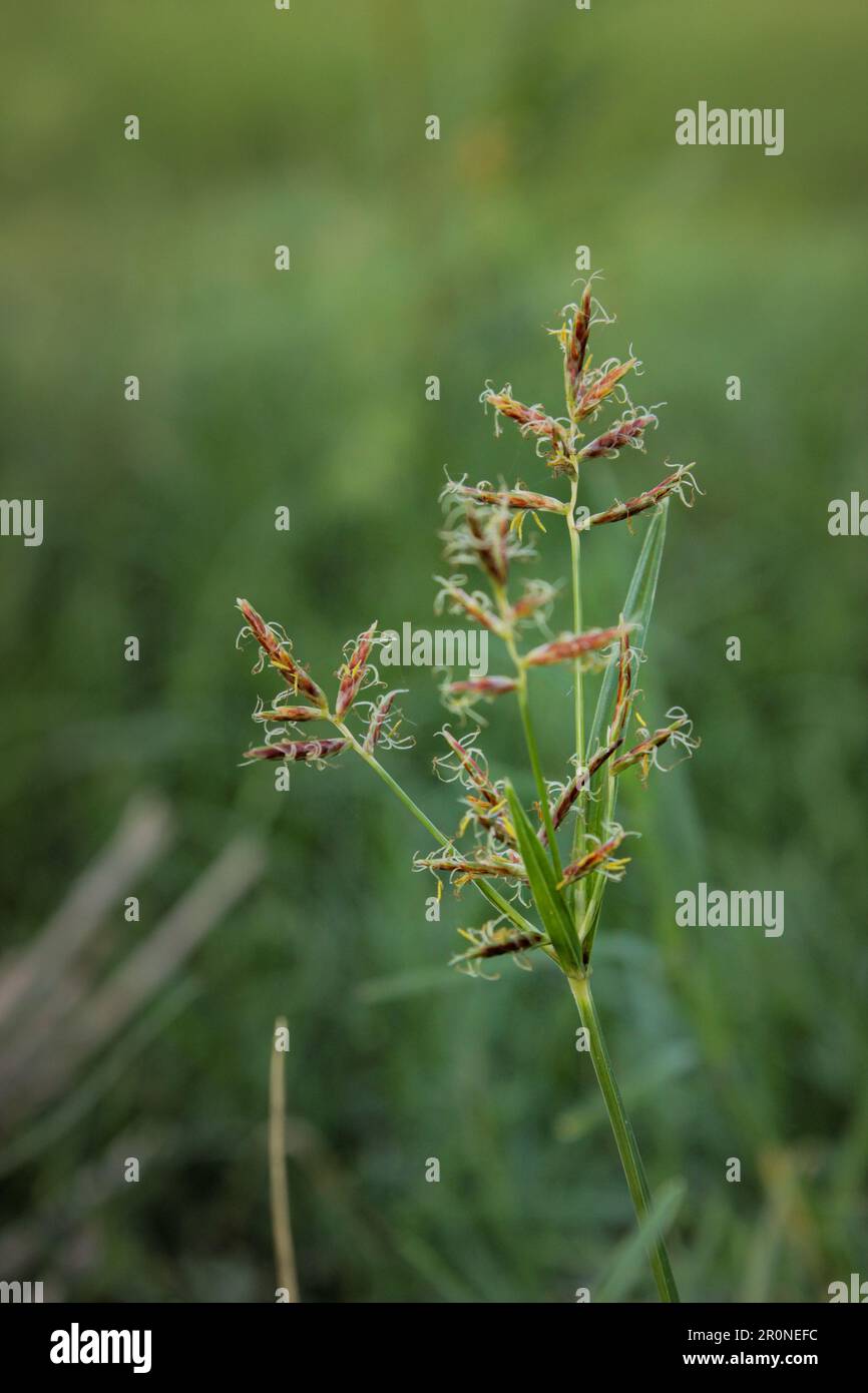 Grass can be beautiful when you see cyperus rotundas Stock Photo