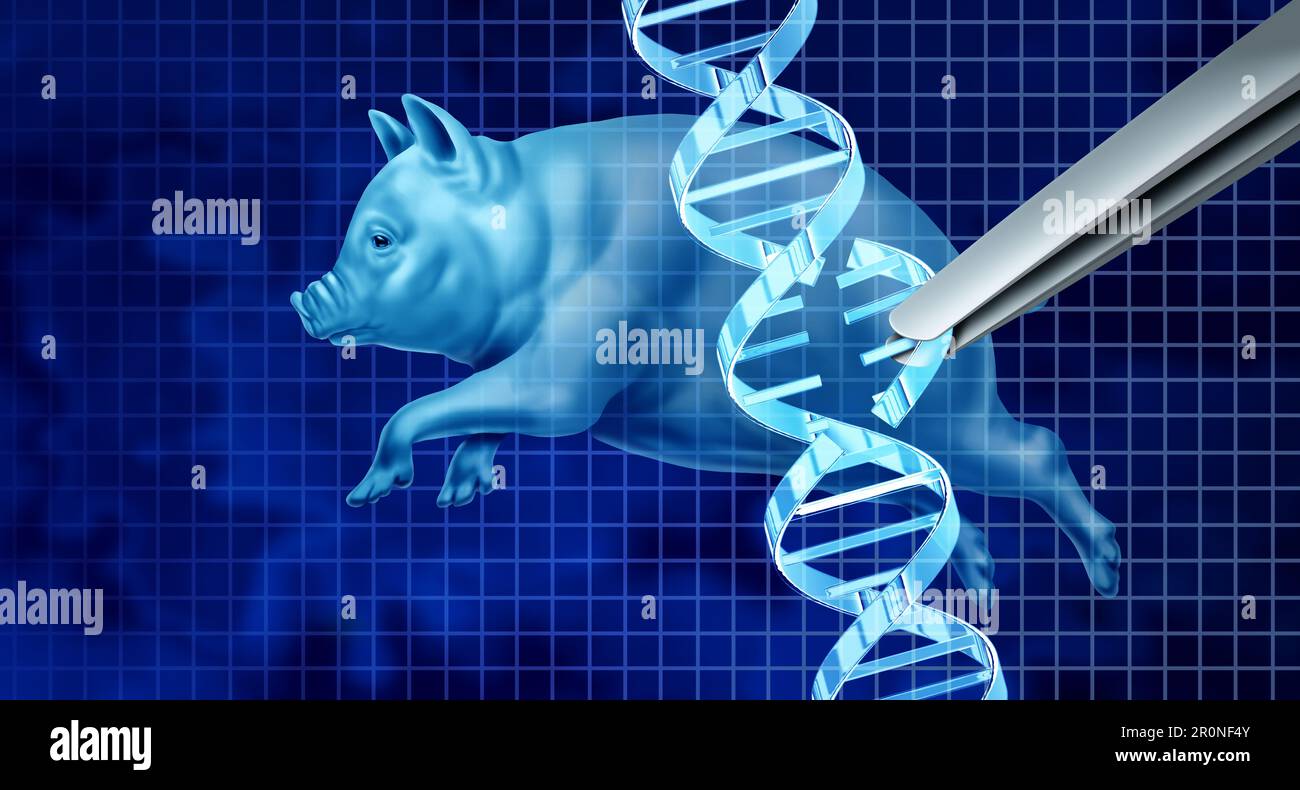 Genetically Altered Pigs and CRISPR gene edit biotechnology concept and genetic engineering for livestock and the pork industry for food production Stock Photo