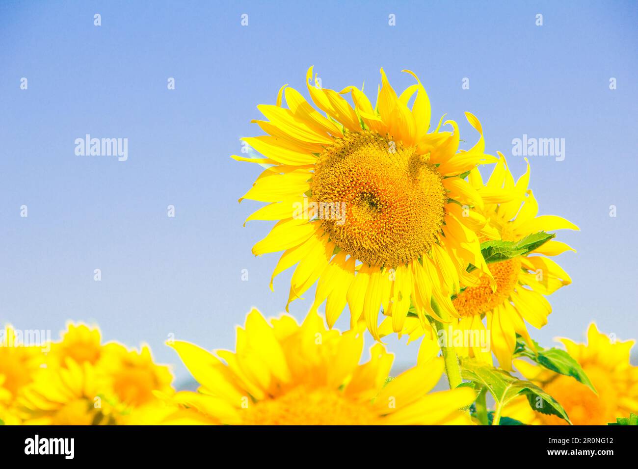 Popular sunflowers are planted as ornamental plants, sunflowers are
