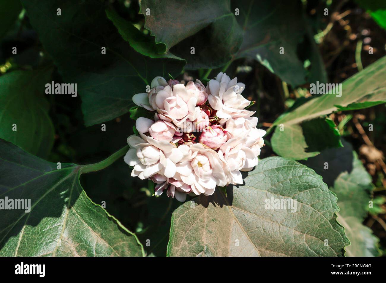 Cashmere bouquet flowers, scent malli, glory bower flowering plants Stock Photo