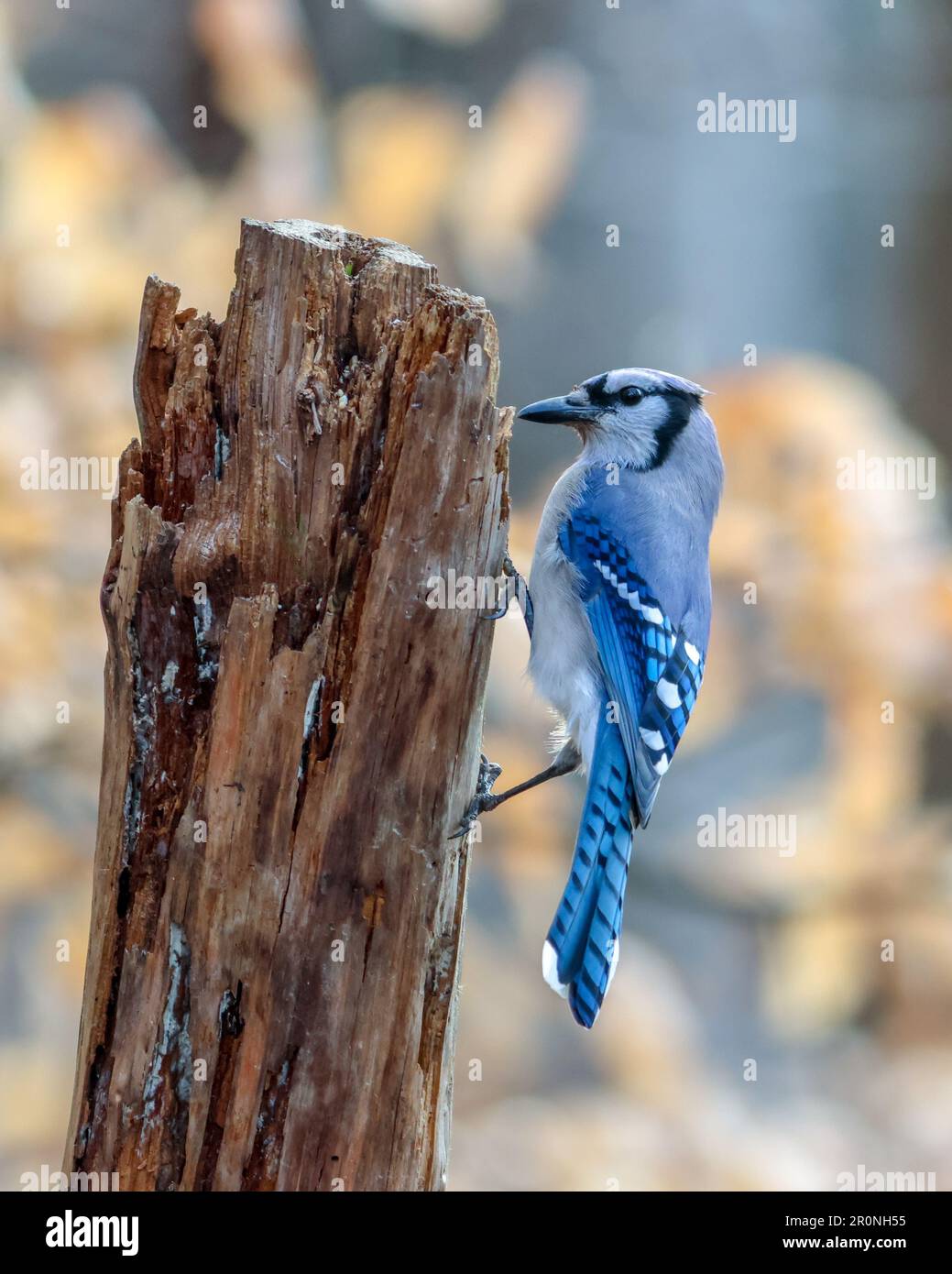 Blue Jay Tree Blue jay in natural environment hi-res stock photography and images - Alamy