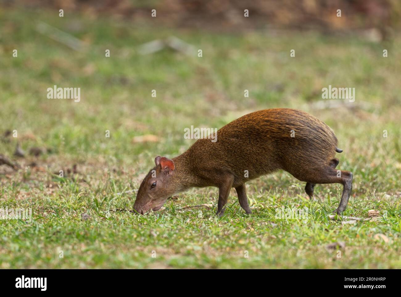Central American Agouti - Dasyprocta punctata, large brown rodent from Central and Latin America forests and woodlands, Gamboa forest, Panama. Stock Photo
