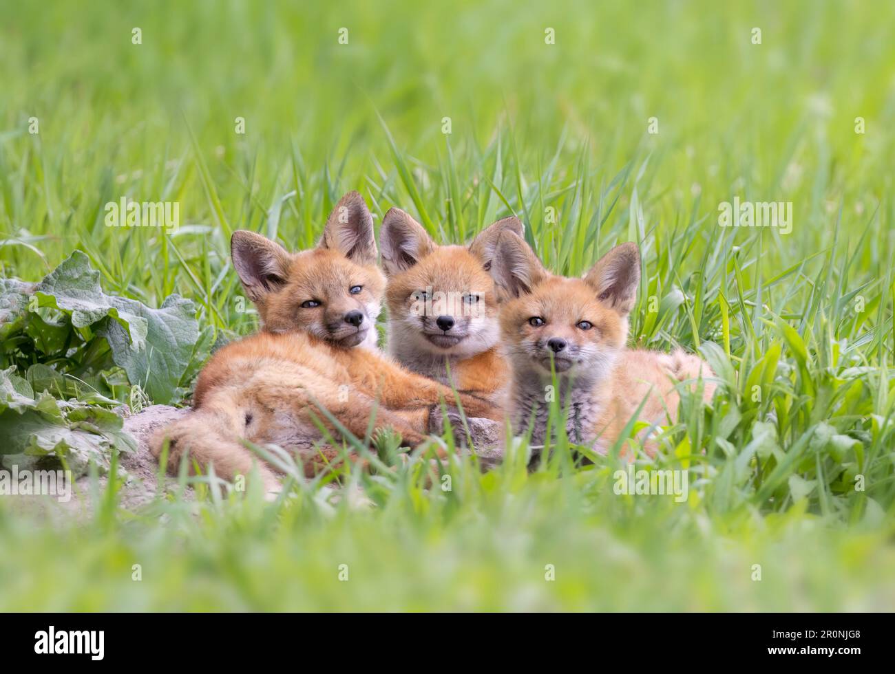 Three Red fox kits lying out in the grass by the den in spring Stock Photo