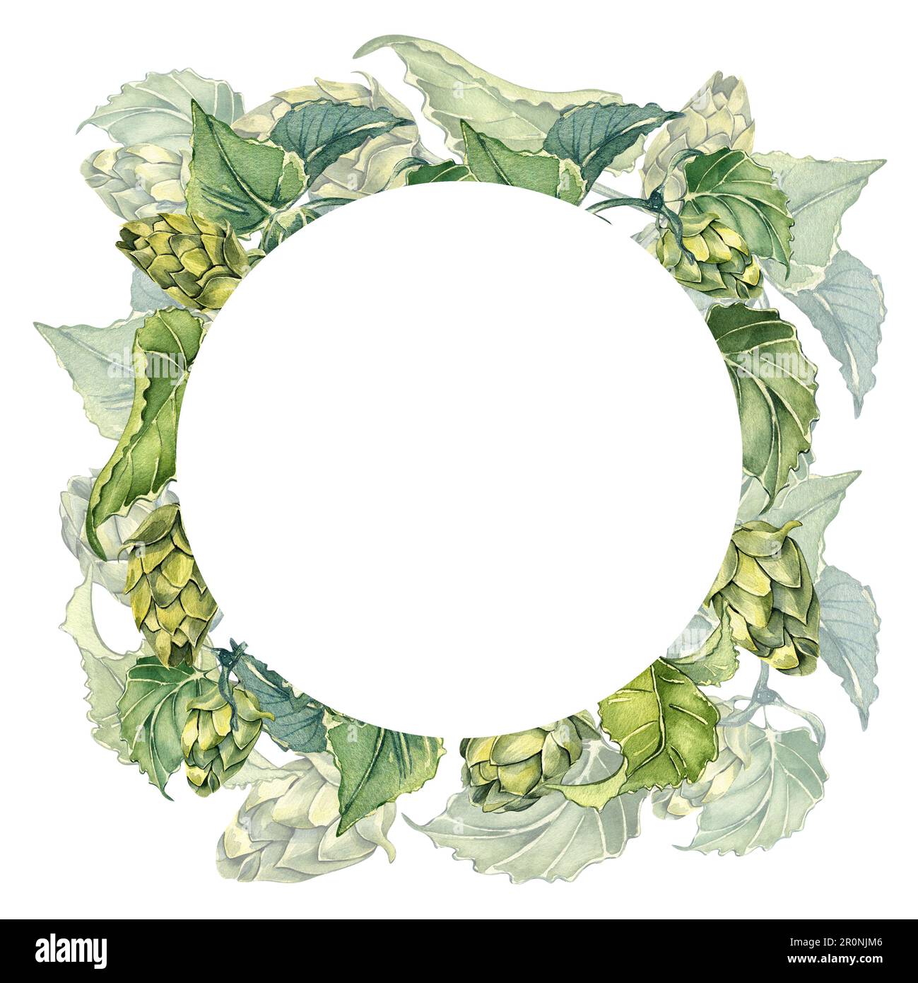 Frame of hop vine, plant humulus watercolor illustration isolated on white background. Steam with leaves hand drawn. Design element for advertising be Stock Photo