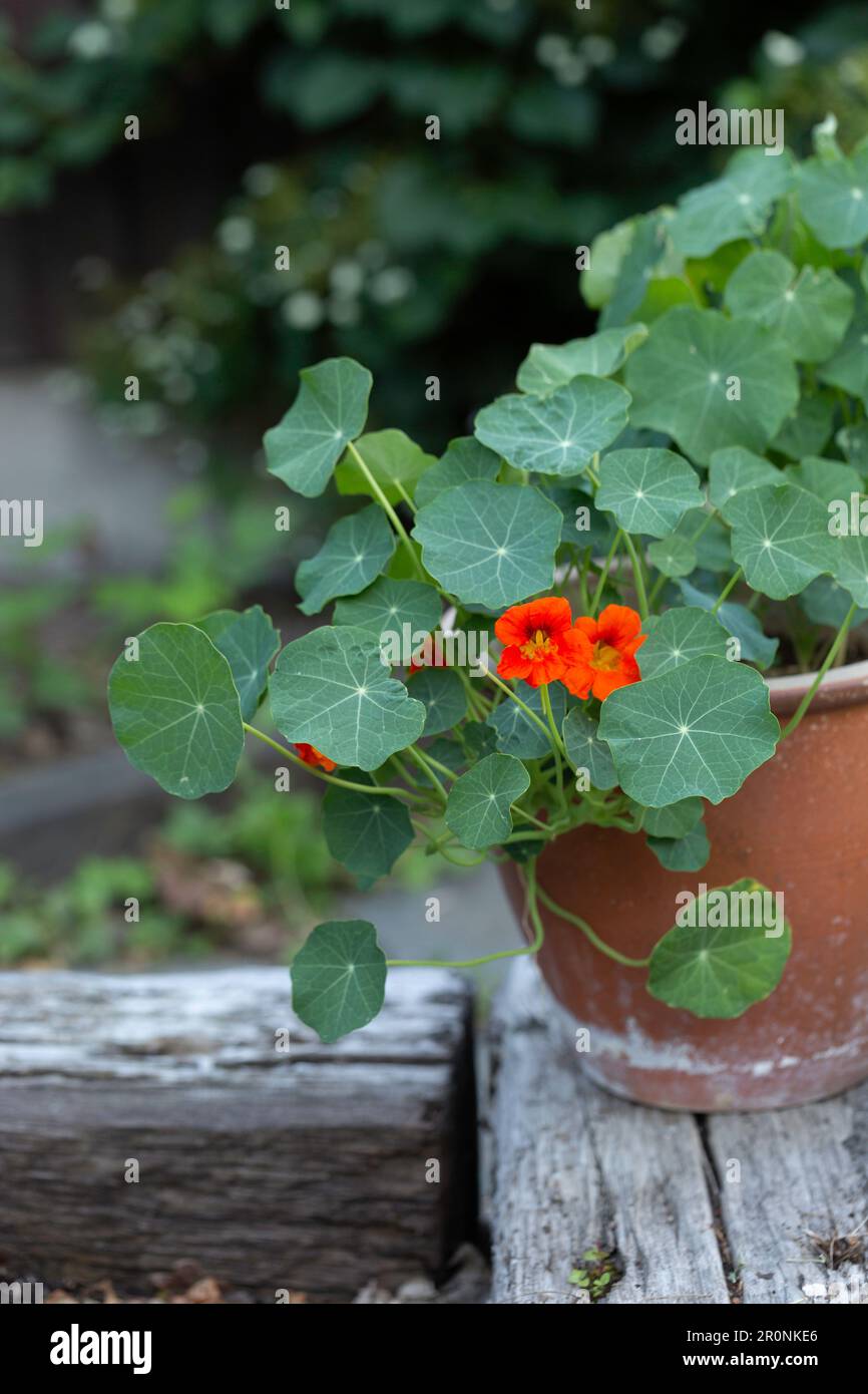 Artistic Nasturtium In Pots Background Digital Art Artistic Nasturtium In Pots Background Digital Art