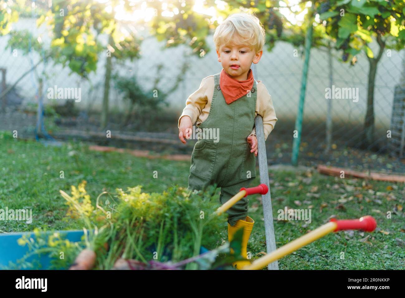 Little boy with wheelbarrow posing in garden during autumn day Stock ...
