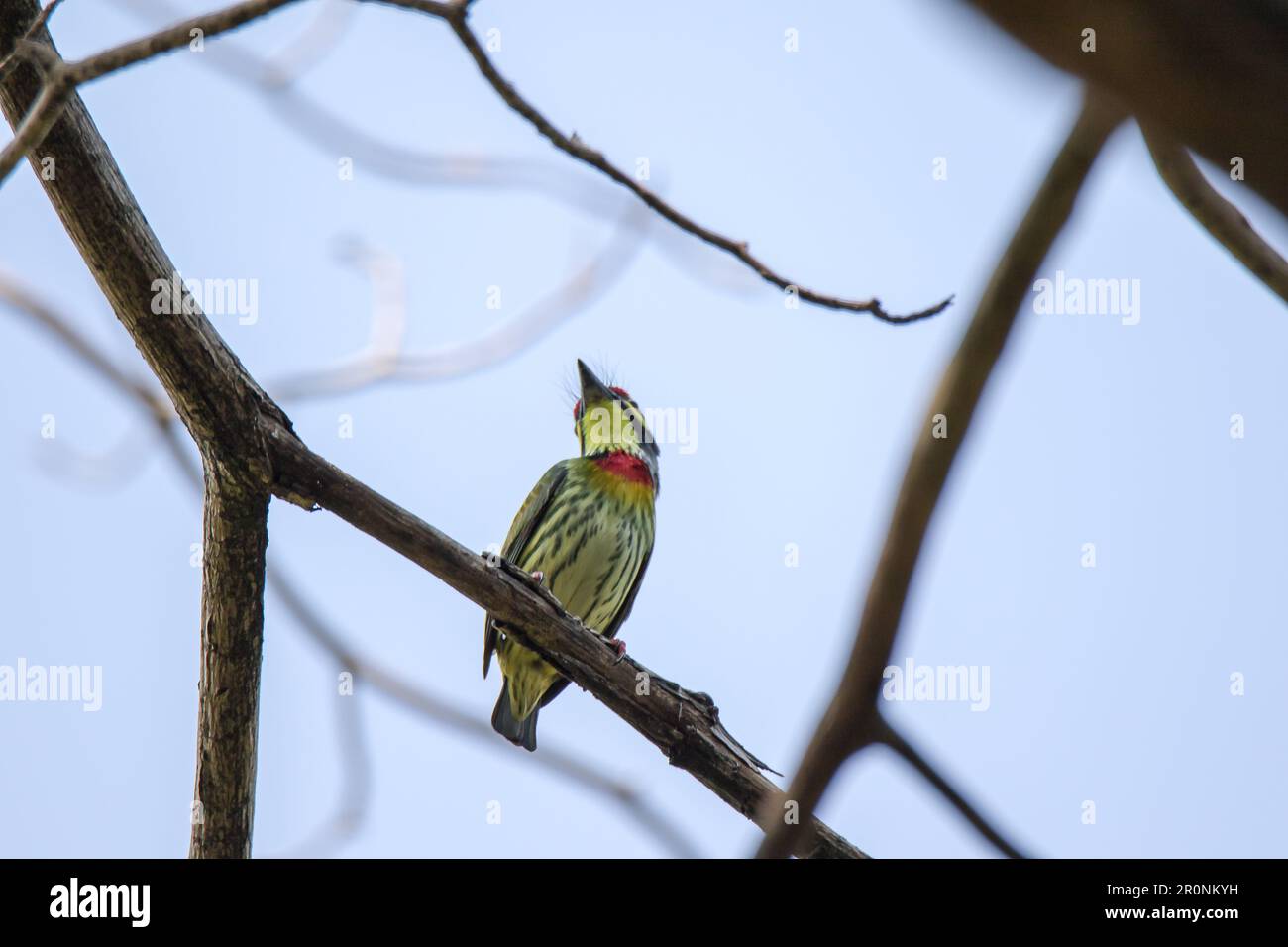 Which bird makes the most beautiful nest hires stock photography and