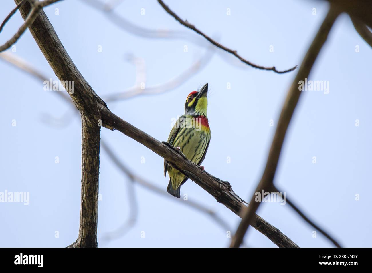 Which bird makes the most beautiful nest hires stock photography and