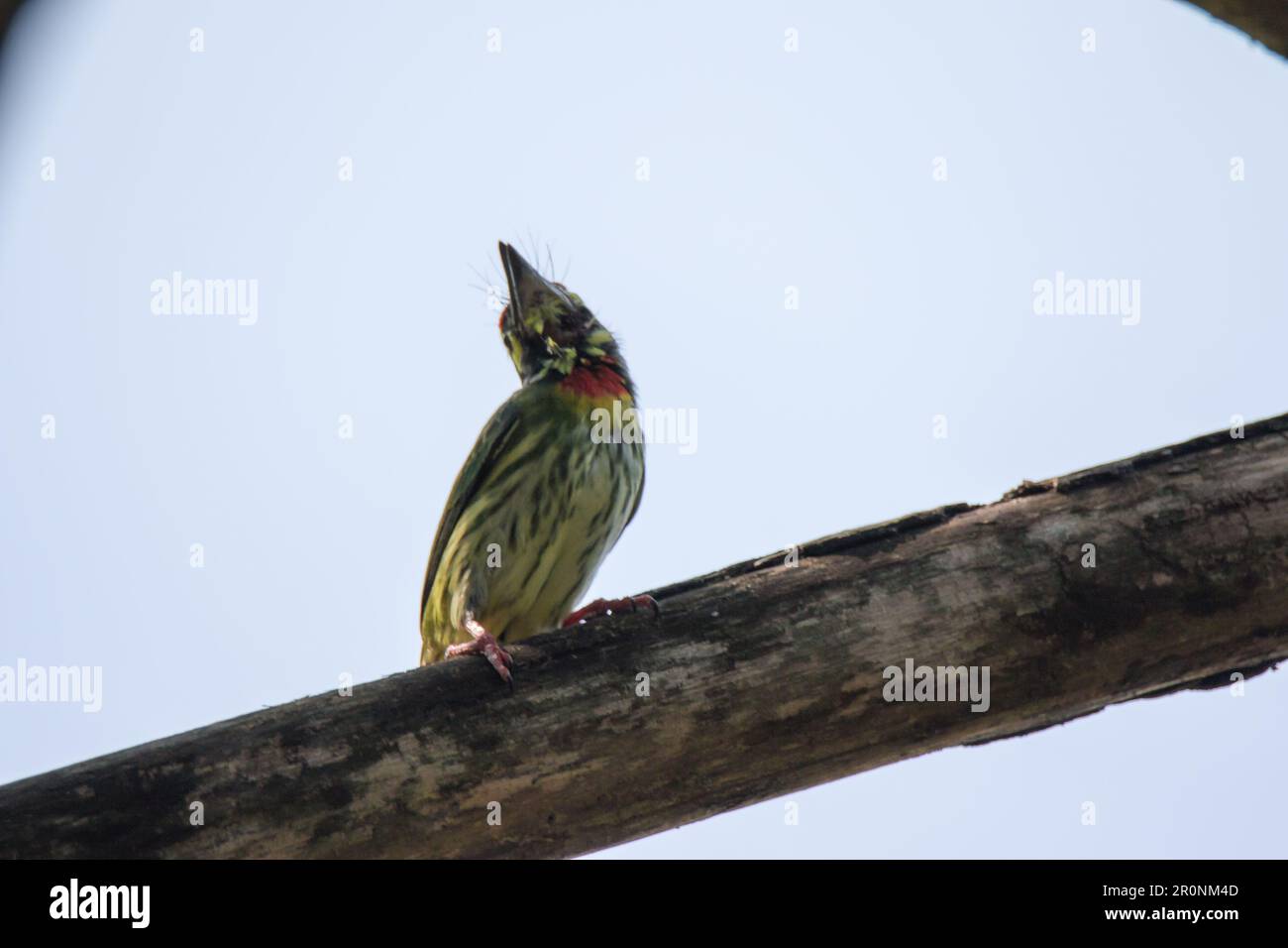 Which bird makes the most beautiful nest hires stock photography and