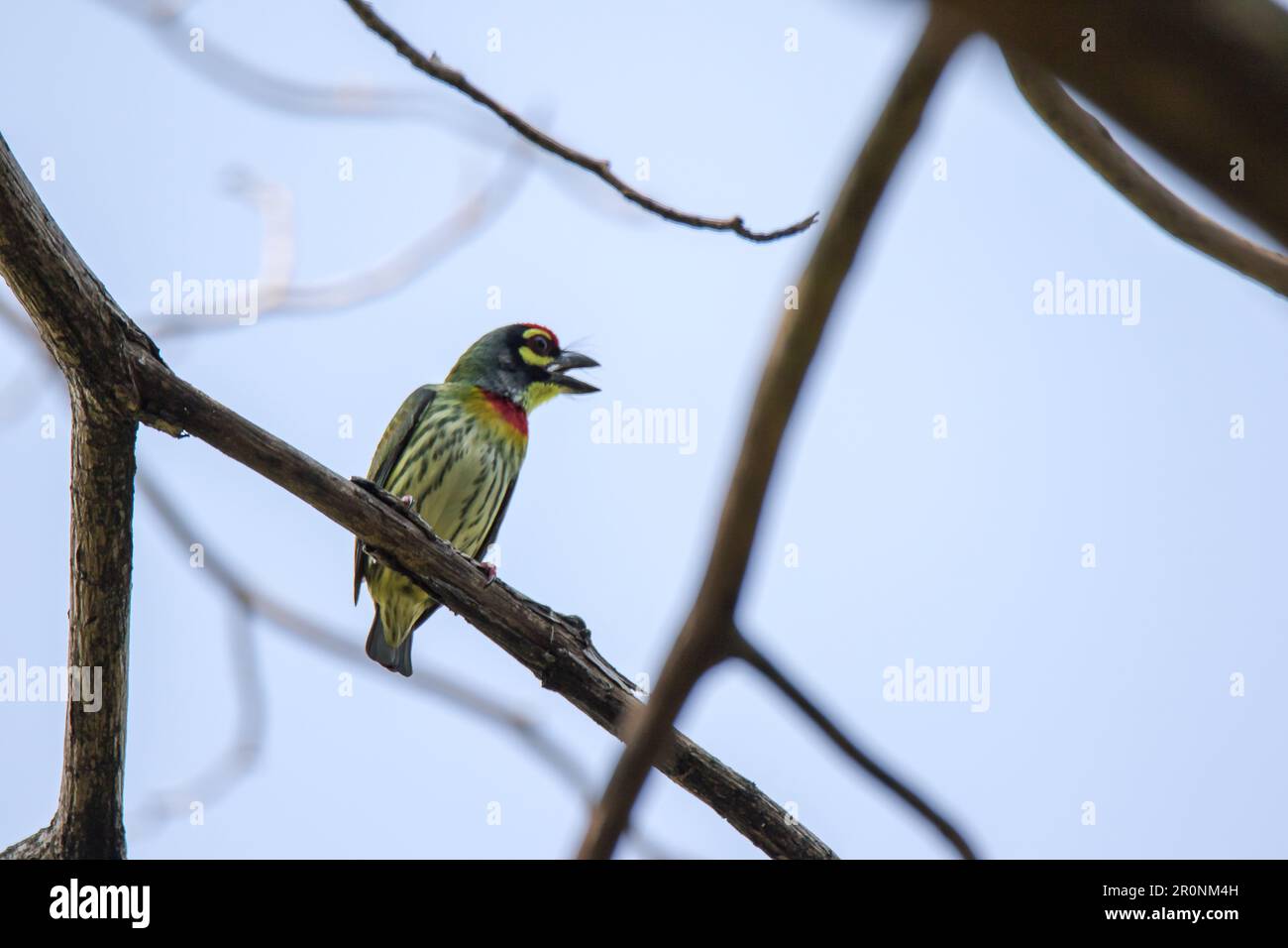 Which bird makes the most beautiful nest hires stock photography and