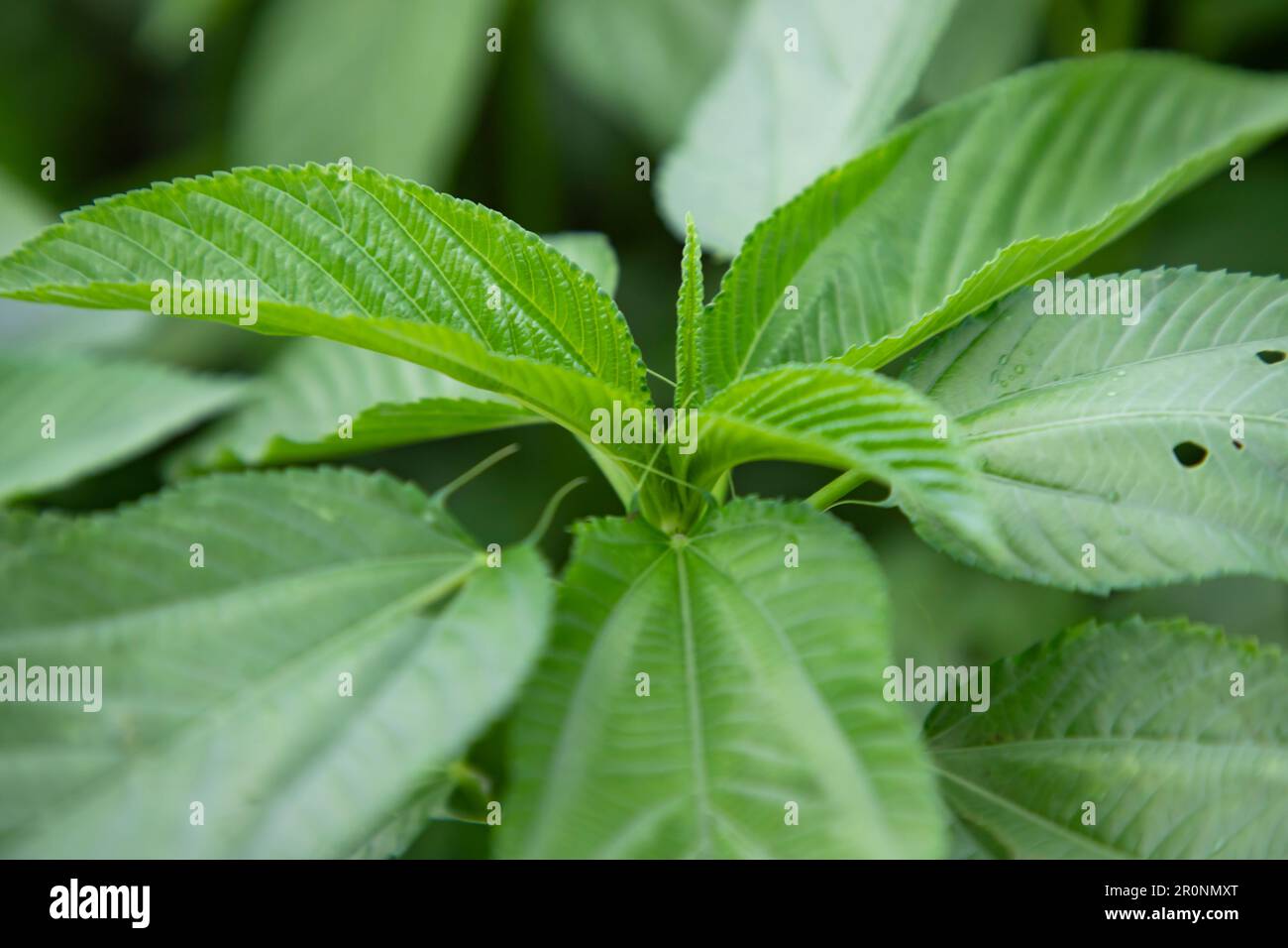 Closeup Focus Top view of Green Jute plant leaf Stock Photo Alamy