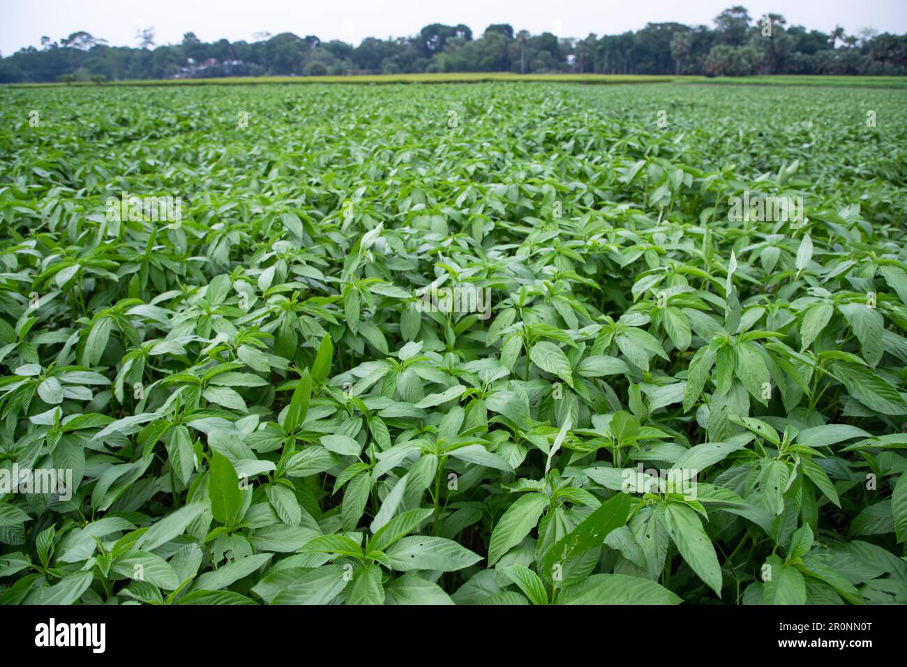 Jute agriculture hi-res stock photography and images - Alamy