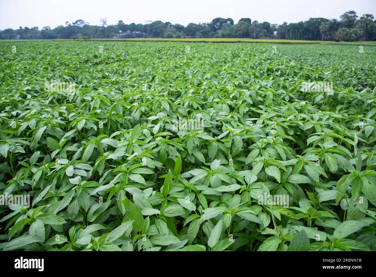 Jute plant hires stock photography and images Alamy