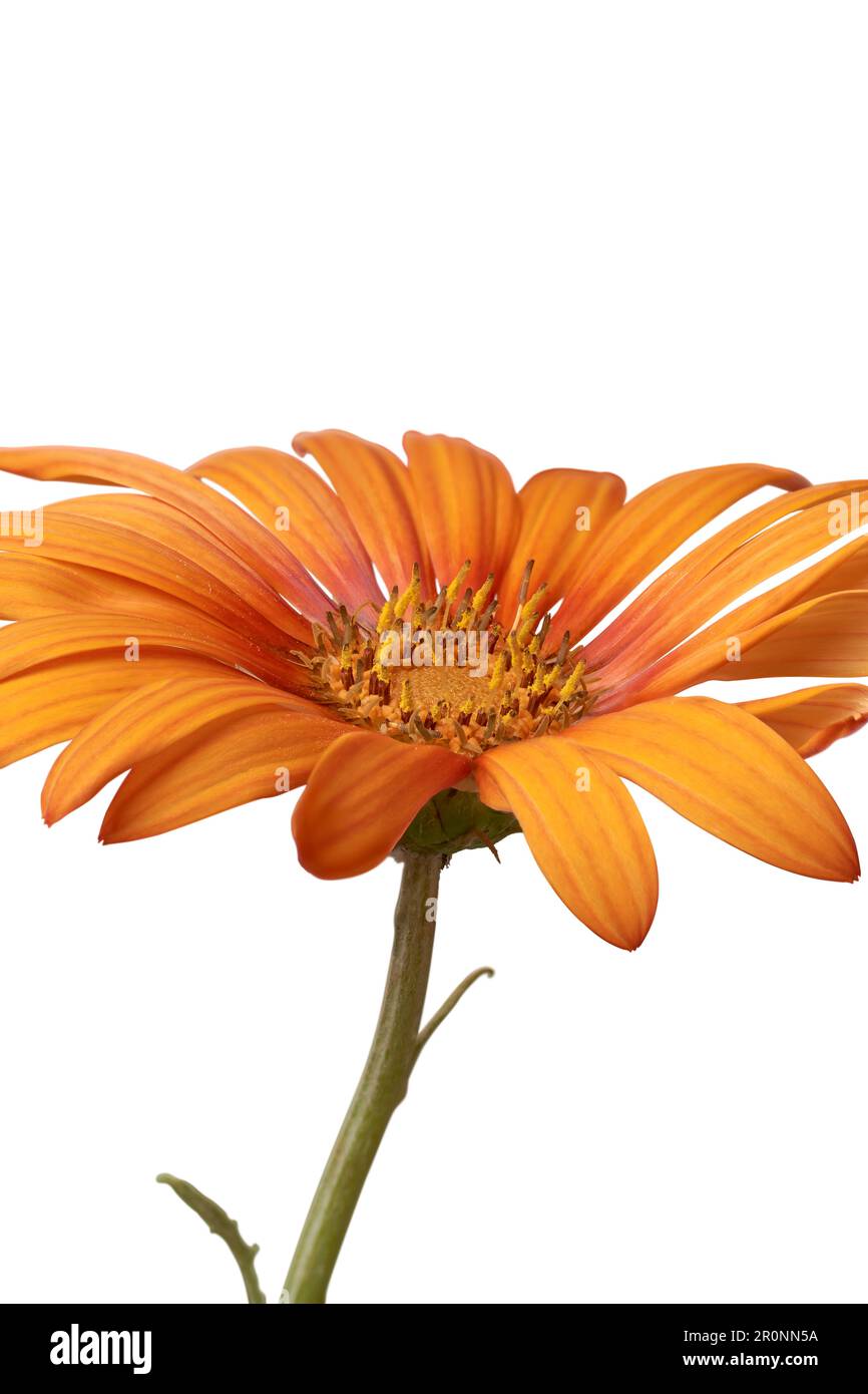 side view of beautiful bright orange gerbera daisy flower, aka gerbera