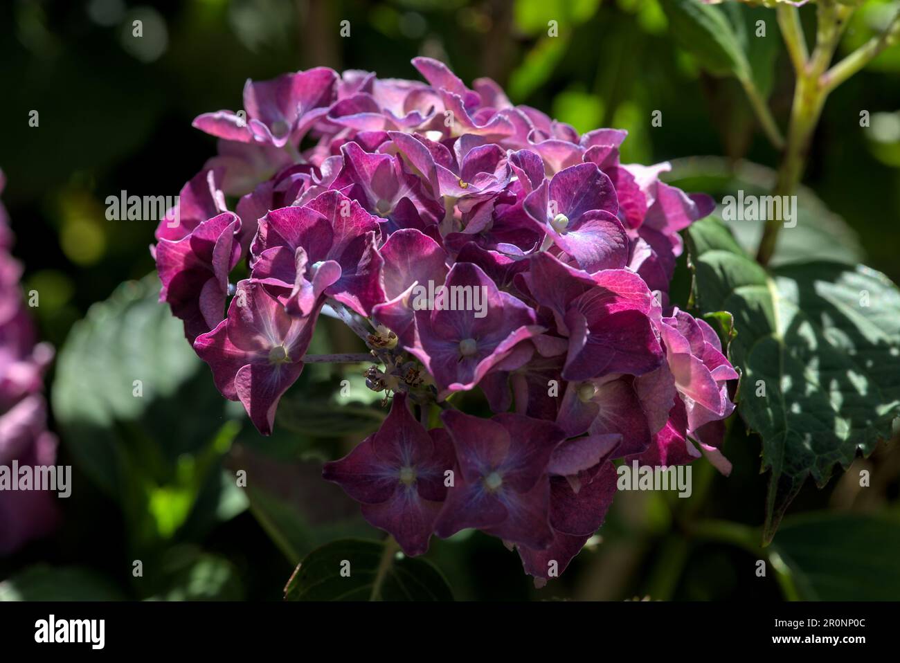 grove of pink Hydrangea flowers (Hydrangea Stock Photo - Alamy