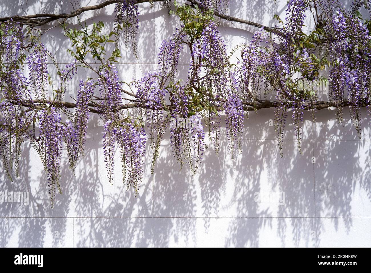 Wisteria branches and flowers casting shadows on a white painted wall Stock Photo