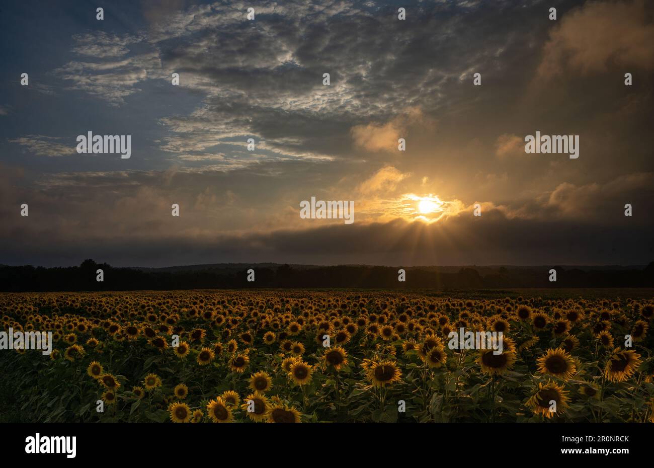 An aerial view of growing sunflowers in field during sunset Stock Photo ...