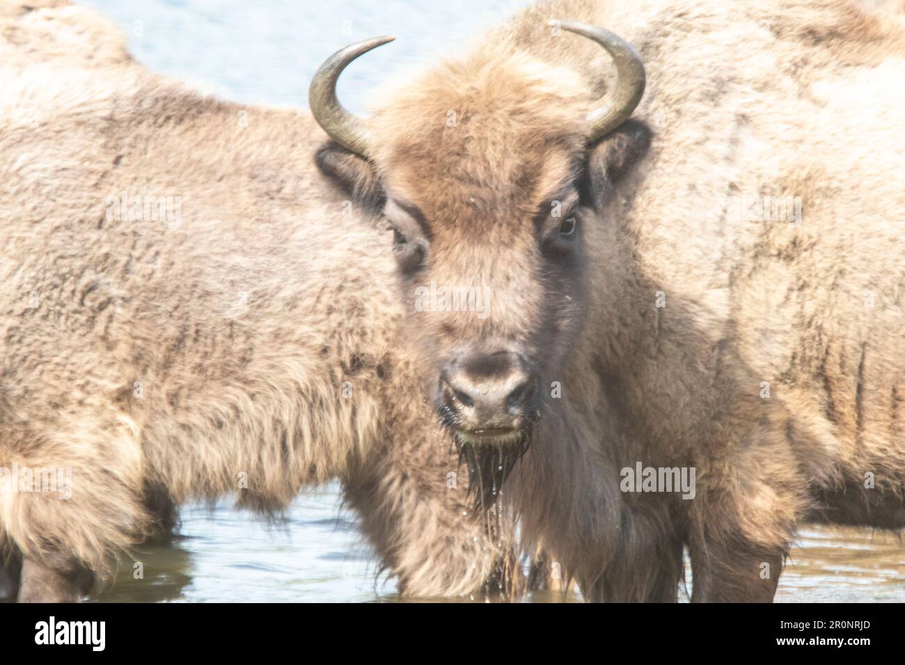 Wild European bison herd in the North Sea dunes of The Netherlands Stock Photo