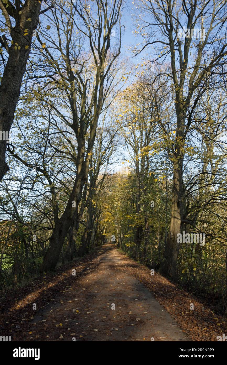 Lancaster Canal Tramroad now a footpath running from Bamber Bridge