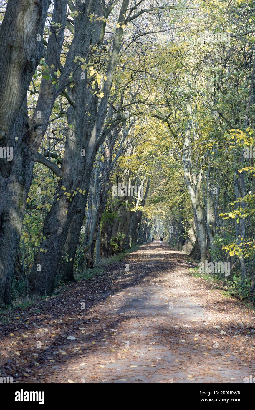 Lancaster Canal Tramroad now a footpath running from Bamber Bridge