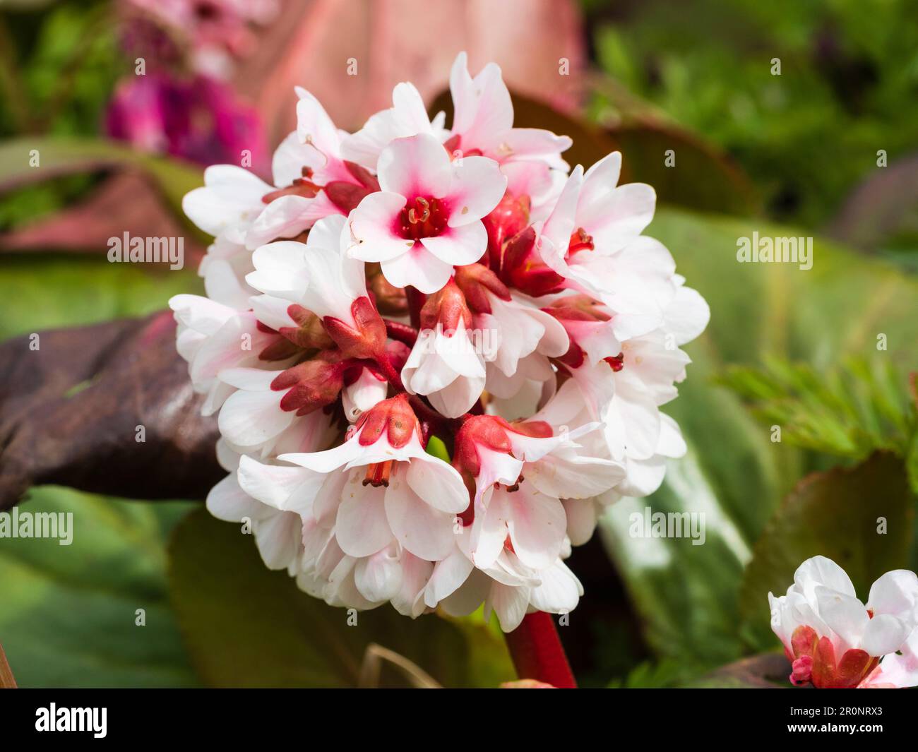 Pink and white spring flowers in the head of the hardy evergreen perennial, Bergenia 'Beethoven' Stock Photo
